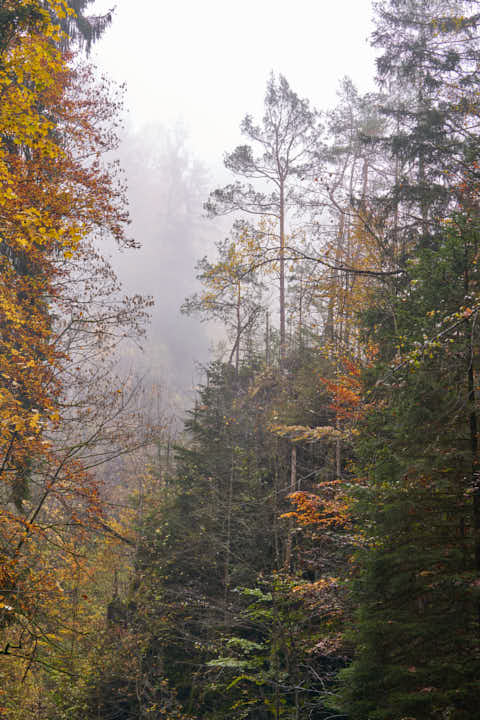 Gemeinde Freyung-Grafenau Landkreis Freyung-Grafenau Buchberger Leite Freyung Herbstwald (Dirschl Johann) Deutschland FRG